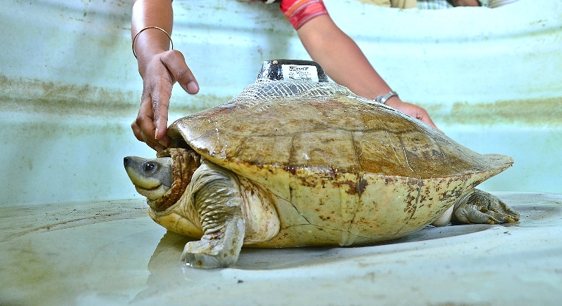 West Bengal's Sundarban celebrates World Turtle Day