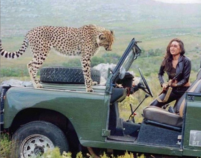 Karishma Kapoor shares her encounter with cheetah in this Friday throwback image
