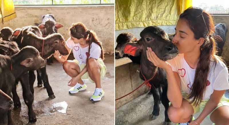 Disha Patani spends time with cow, kisses the animal