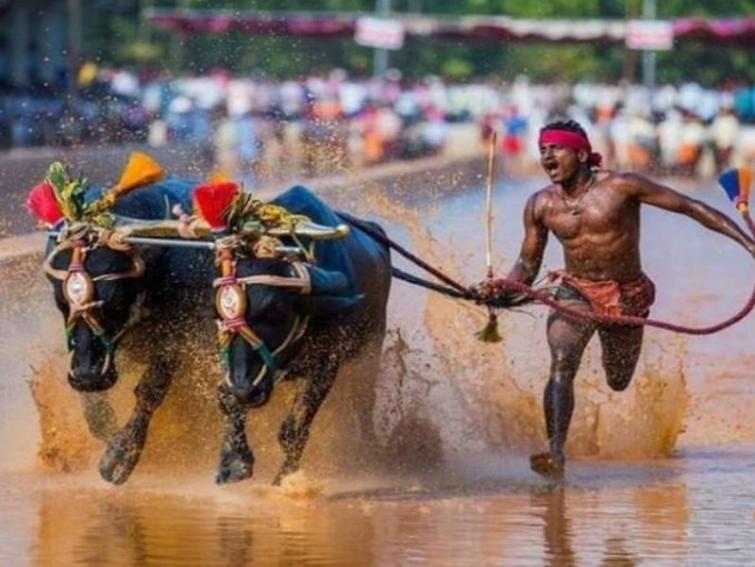 After comparison with Usain Bolt, Karnataka's buffalo racer now called for SAI trials on Monday