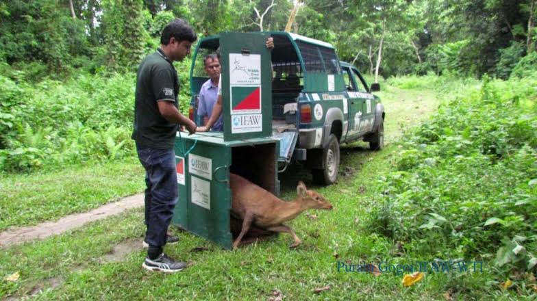 33 wild animals rescued by Center for Wildlife Rehabilitation and Conservation