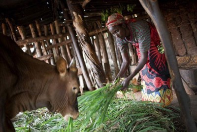 Declining food prices 'very good' for importing countries UN agricultural agency