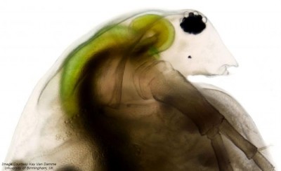 Water fleas prepared for trip to space