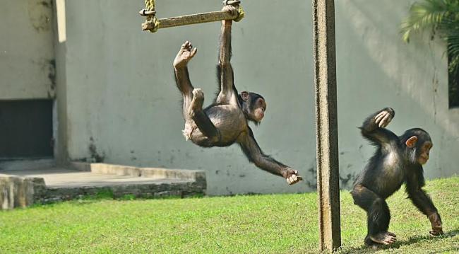 Alipore Zoo shifts trio-chimps to enclosure
