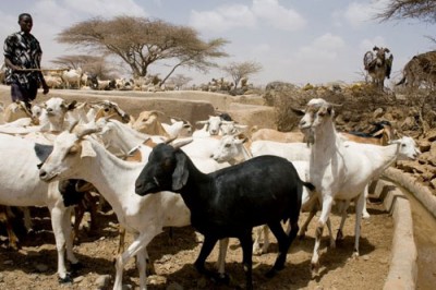 Eliminating sheep and goat plague will boost livelihoods: UN official 