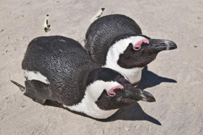UN-backed conference adopts measures to tackle threats to migratory waterbirds