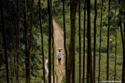 FAO and IKEA join forces for sustainable forest management
