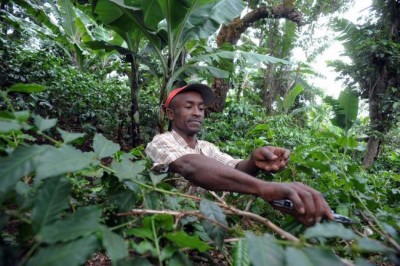 Forests of the future fundamental to achieving Sustainable Development Goals: FAO