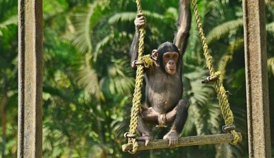 Alipore Zoo shifts trio-chimps to enclosure