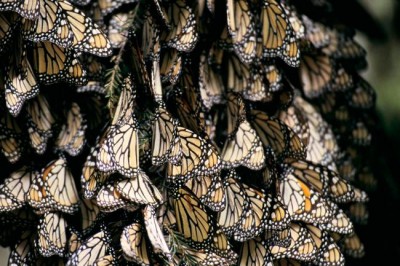 International Day: Ban says biodiversity is essential to sustainable development