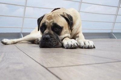 Dil Dhadakne Do continues its strong run on the BO