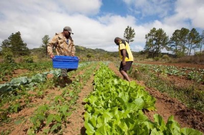 Small farmers can be major actors in reducing agriculture's carbon footprint - UN agency