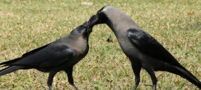 Kolkata celebrates Valentines Day