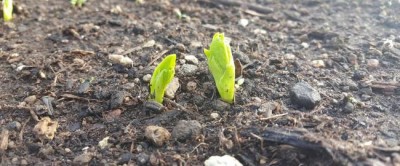 World Soil Day 2016: Soils and pulses, a symbiosis for life 