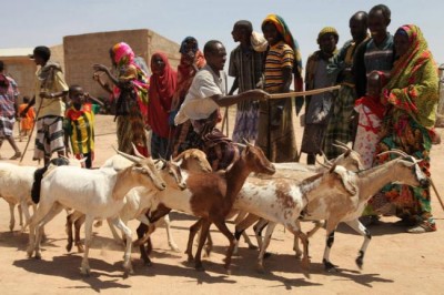 Agriculture support â€˜criticalâ€™ for Horn of Africa as region braces for another hunger season