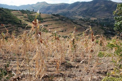 $50 million needed to tackle food insecurity in Ethiopia, says UN