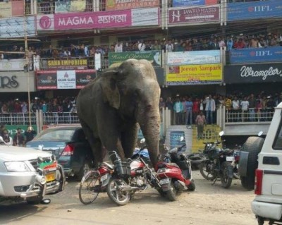 Wild elephant goes on rampage in Siliguri city, damages houses , vehicles