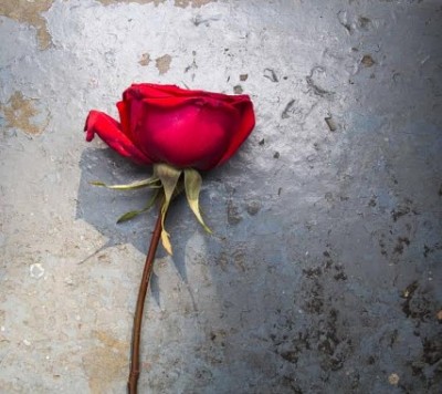 Valentine's Day should be avoided: Pakistan President tells countrymen 