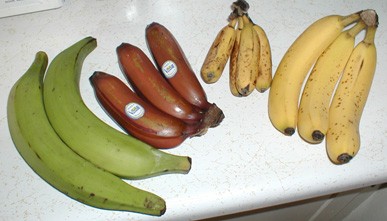 Genome sequencing may help avert banana armageddon