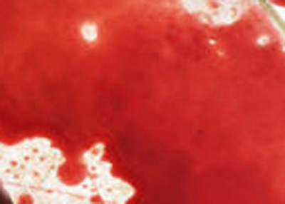 China: Construction equipment collapse leaves 40 killed