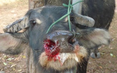 Agriculture ministry to speed up foot-and-mouth disease eradication plan  