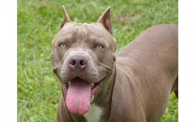 Proposed Montreal dog bylaw aims to euthanize dangerous dogs