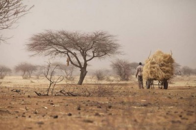 â€˜Great Green Wallâ€™ initiative offers unique opportunity to combat climate change in Africa â€“ UN agency