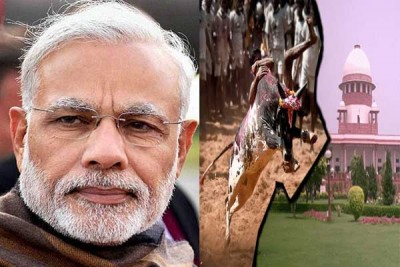 Jallikattu wrangle continues, PM says matter sub-judice, TN wants ordinance