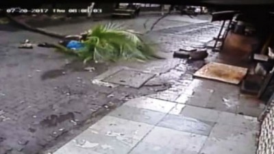 Ex-Doordarshan anchor dies after tree falls on her during morning walk