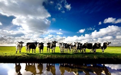 Centre to tag Aadhaar like ID number on cows to stop smuggling