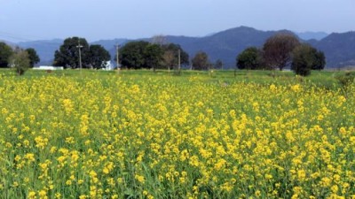 Centre to take decision on GM Mustard roll out in a month's time
