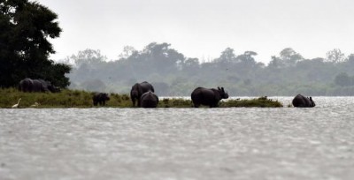 Kaziranga flood: Assam forest minister orders park authority to protect animals 