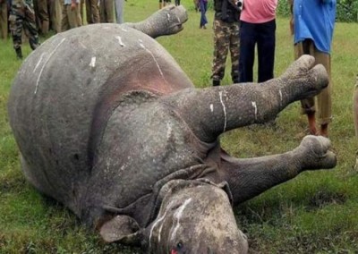 Another rhino poached in Assam, three poachers arrested