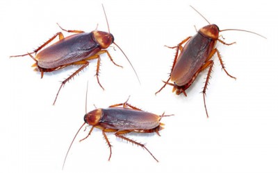 Insights on fast cockroaches can help teach robots to walk, says study 