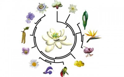 What did the mother of all flowers look like?