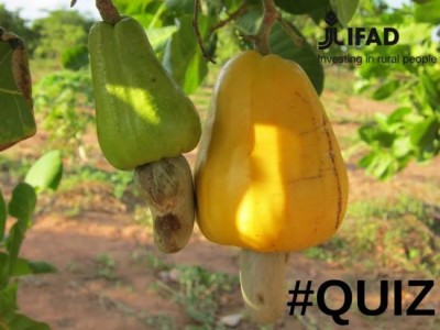 IFAD and Indonesia sign historic financial agreement to improve food security for smallholder farmers