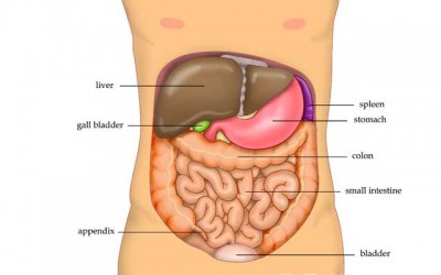 Long-term diabetes complication: Liver inflammation raises cholesterol levels