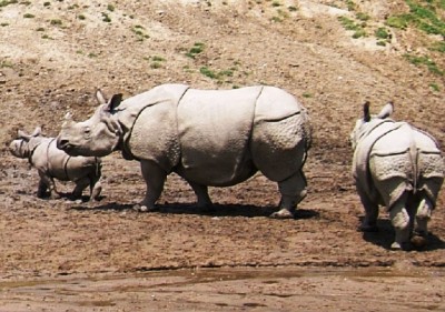 Two poachers killed in Orang National Park in Assam