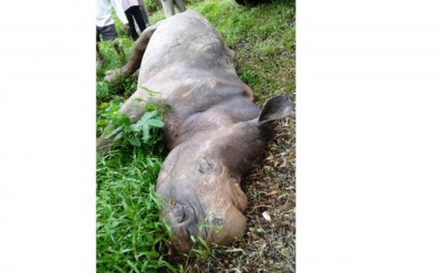 African white rhino dies in Assam state zoo