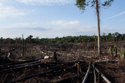 Ongoing forest destruction has put Asia-Pacific at risk of missing global development targets â€“ UN agency