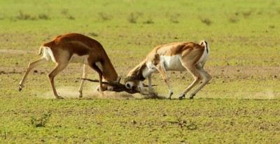 Salman Khan's bail plea may be heard on Friday, actor taken to Jodhpur Central Jail from court 