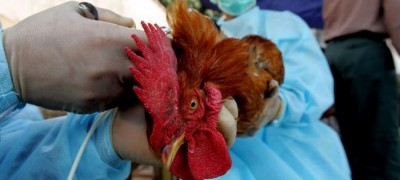 Over 4,700 UN agency trained veterinarians new vanguard against deadly disease outbreaks