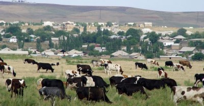 Every bite of burger boosts harmful greenhouse gases: UN Environment Agency