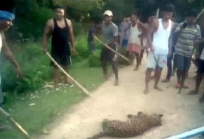 Agitated villagers kill leopard in Assamâ€™s Sivasagar district