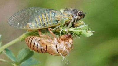 FIFA World Cup mystery: Niangtaser emerges in Meghalaya once in every four years