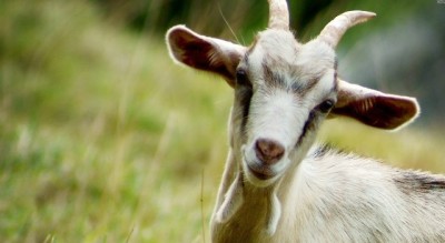 Pregnant goat dies after allegedly raped by 8 men in Haryana, people express shock on social media