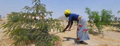 Trees in â€˜greenâ€™ Cameroon refugee camp, bring shade and relief from â€˜helter-skelterâ€™ of life