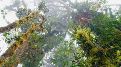 New UN forestry project bids to help countries meet climate change commitments