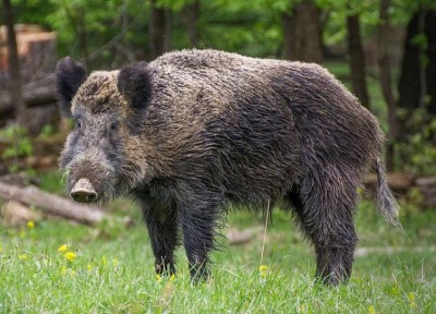 Kendrapara:Â  Two injured in wild boar attack