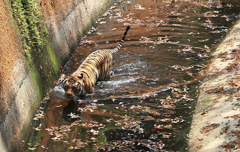 Tiger takes bath in Kerala
